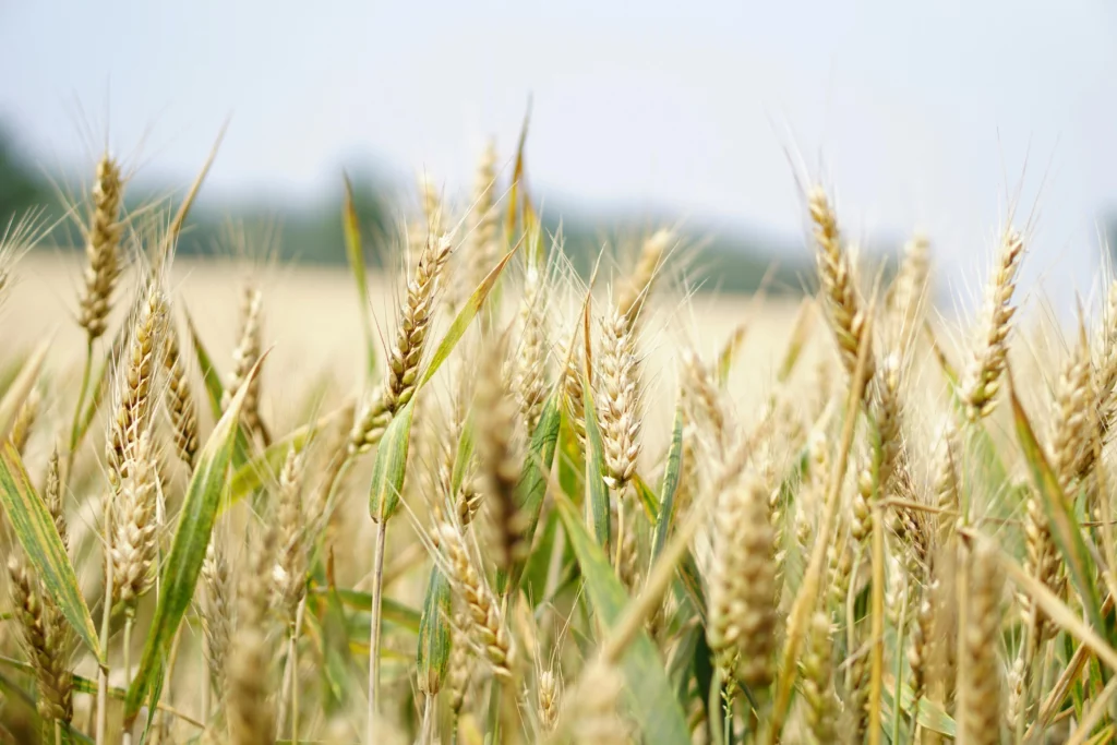 Agriculture arsaaf groupe