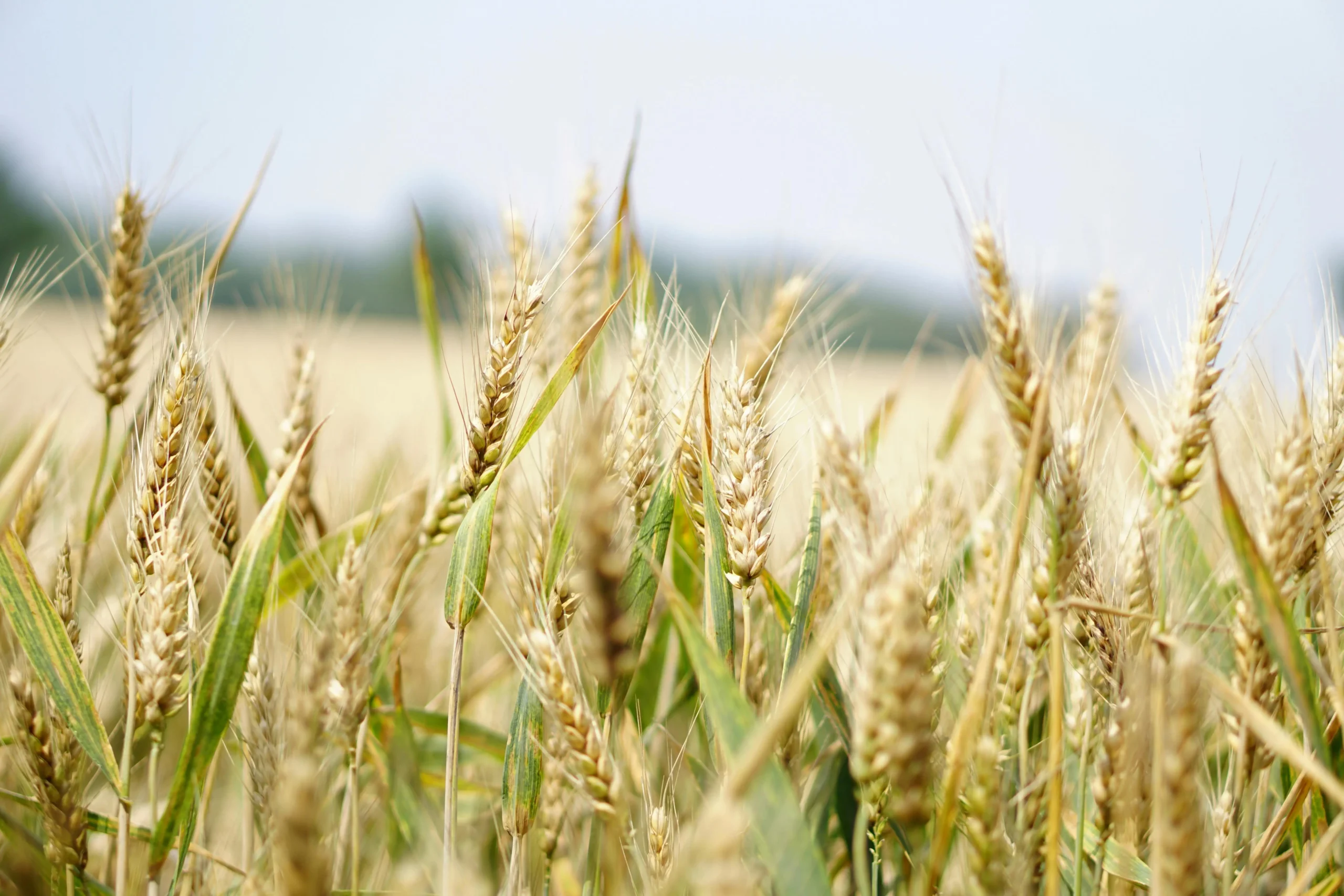 Agriculture ARSAAF GROUPE