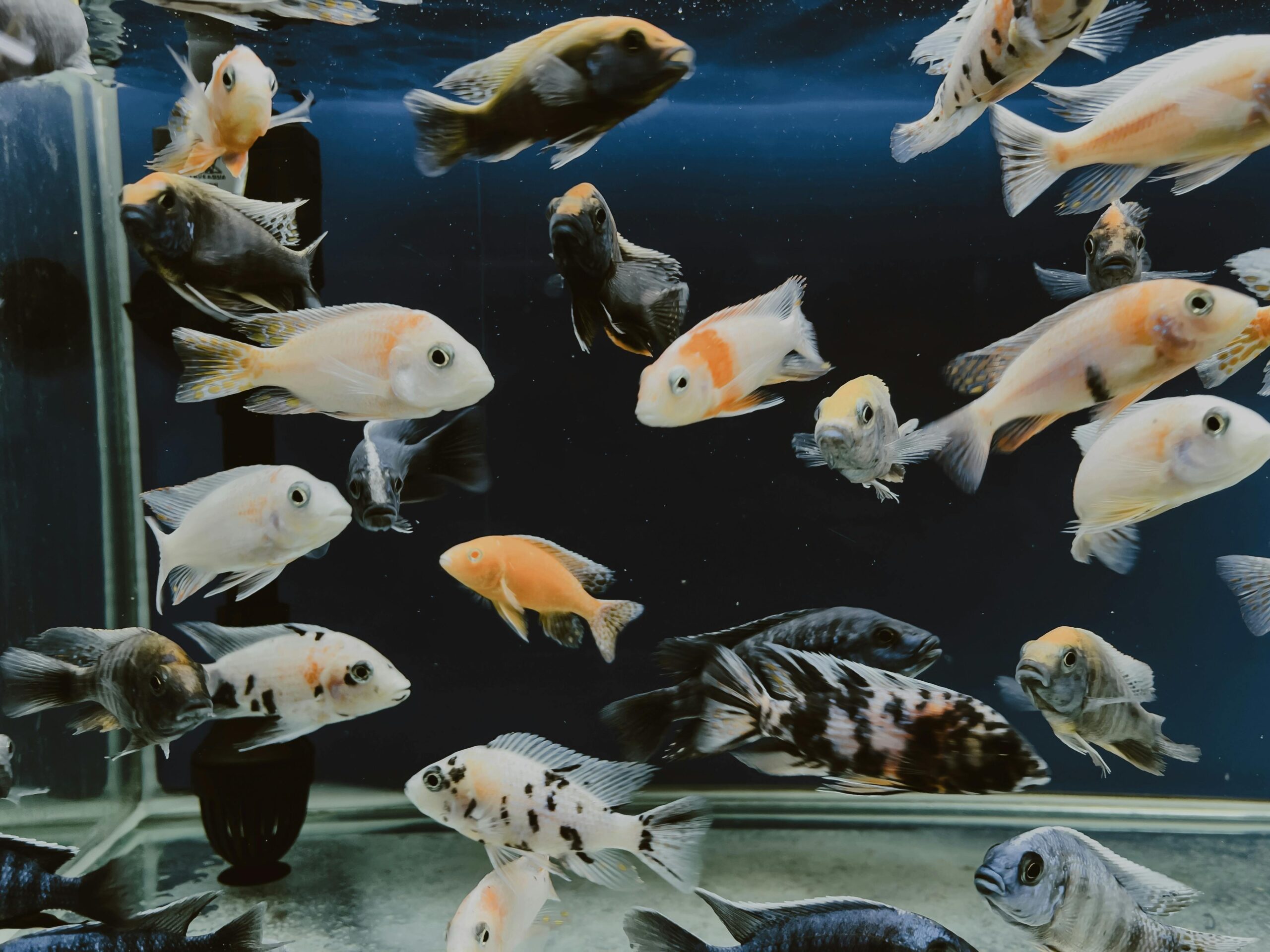 Pisciculture