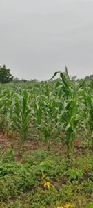 fondation-arsaaf-groupe-terrain-agriculture