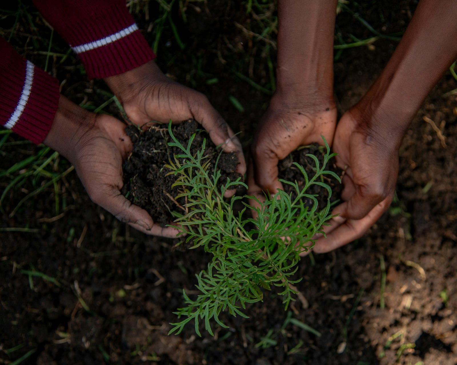 Mains plantant un jeune plant