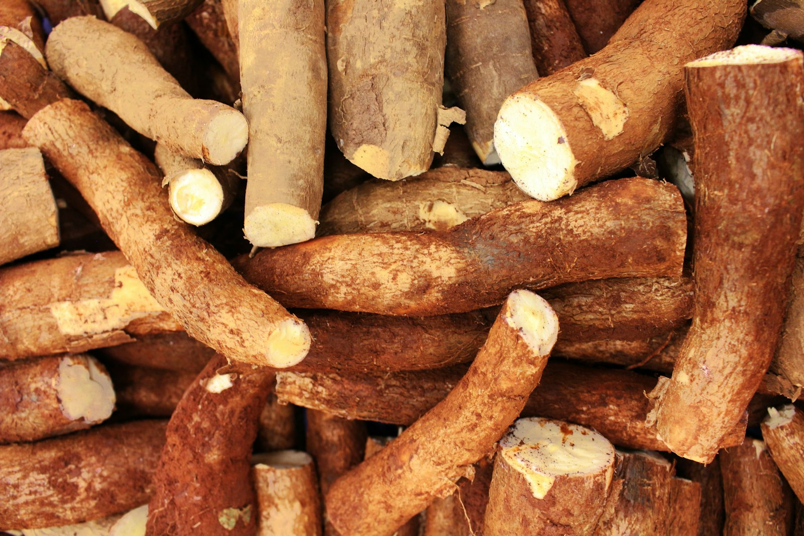 Manioc, base du gari et de la farine