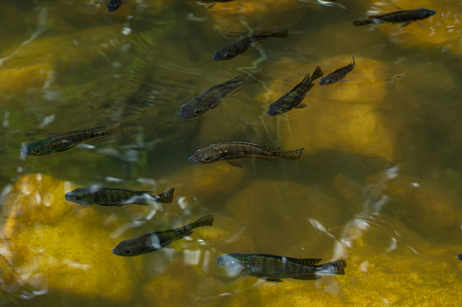 Poissons dans un étang de pisciculture