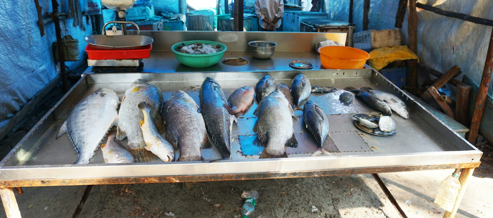 Poisson frais