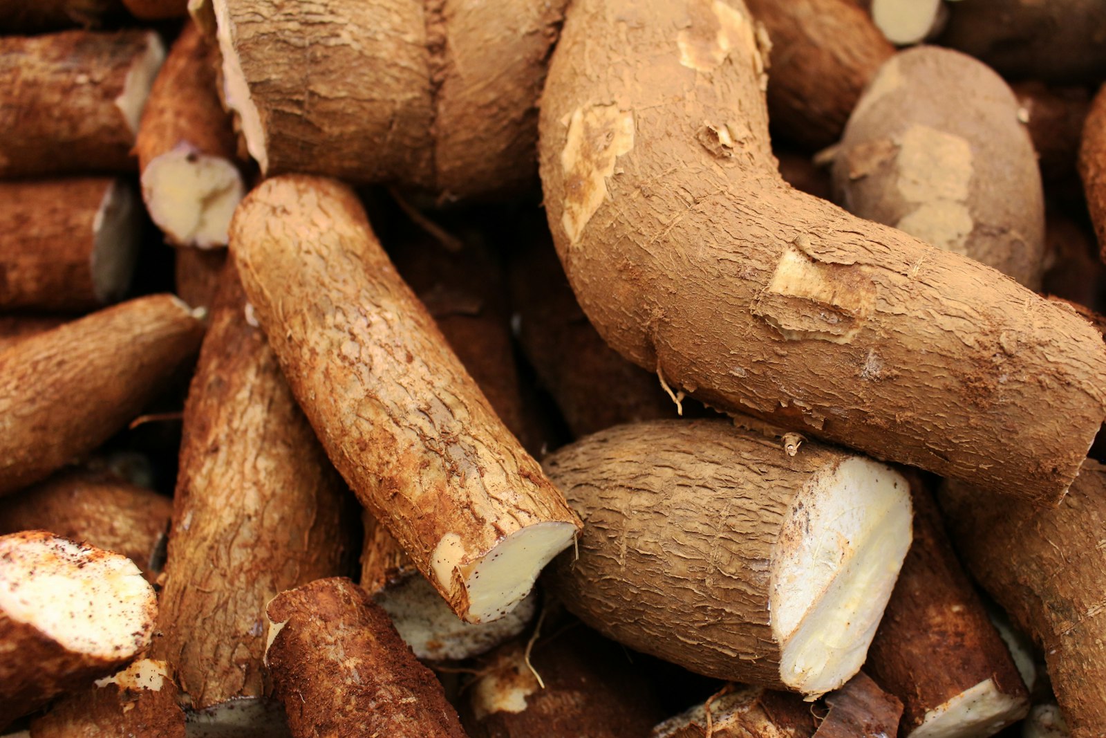 Racines de manioc fraîchement récoltées